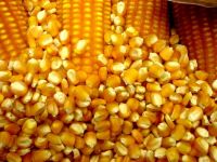 Yellow corn, commodity - Tons