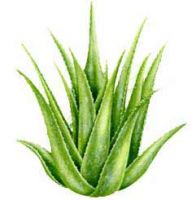 ALOEVERA JUCE