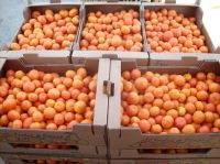 Fresh mandarine from Spain