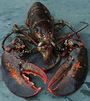 Live Maine Lobster