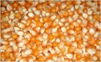 https://www.tradekey.com/product_view/Maize-Maize-Exporter-Corn-Grain-Seller-Maize-Buyer-Bulk-Maize-Grain-Importer-Corn-Bean-Buyer-Corn-Bean-Wholesaler-Corn-Grain-Manufacturer-Best-Quality-Corn-Grain-Cheap-Maize-Supplier-Low-Price-Corn-Yellow-Corn-White-Cron-Baby-Ma-1313109.html