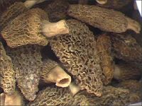 Mushrooms Dried Morels