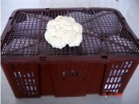 https://es.tradekey.com/product_view/Fresh-Cauliflower-1234450.html