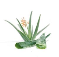 Aloevera Extract