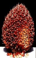 Sale Thai Crude Palm Oil for long term payment