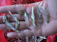 Dried Anchovy Fish