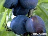 https://jp.tradekey.com/product_view/Bulgarian-Fresh-Organic-Plums-Stanley-3842707.html