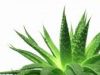 Aloe Vera Project Book