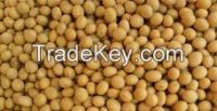 Soybean