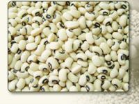 https://jp.tradekey.com/product_view/Jumbo-Lima-Beans-Black-Eye-Beans-Fava-Bean-Chick-Peas-Pigeon-Peas--1243076.html