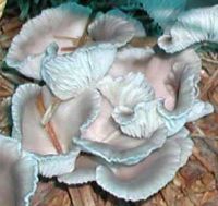 Oyster Mushrooms