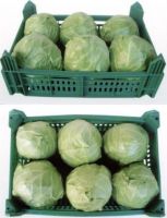 Fresh Cabbages