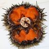 Green Sea Urchin (Latin Name: Strongylocentrotus Droebachiensis)