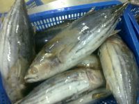 LAND FROZEN SKIPJACK TUNA WHOLE ROUND