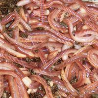 Live Earthworms Eisenia fetida