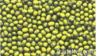 mung bean