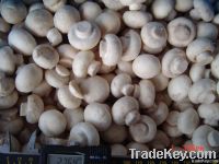 frozen whole white mushroom