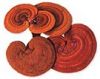 Reishi Spore Oil and Shell Broken Spore Powder