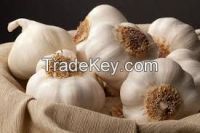 garlic ( fresh or chilled )