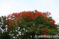 landscape tree_Delonix regia (Royal Poinciana, Flamboyant, Flame tree)