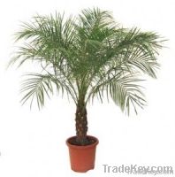 palm trees_ornament trees_landscaping