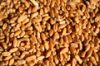 wheat, maize, walnuts, pilets (pressed softwood shavings)