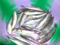 FROZEN INDIAN OIL SARDINE