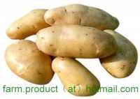 potato, potato supplier, Chinese potatoï, fresh potato