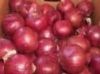 Fresh Red Onion