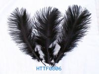 ostrich feather