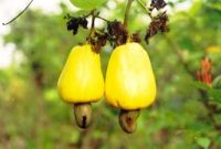 Cashew Kernel