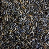 niger seed