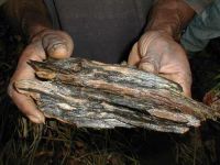 FARMPRODUCTS, MEDICINE, AGARWOOD ETC