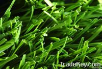 https://es.tradekey.com/product_view/Artificial-Grass-For-Football-1313977.html