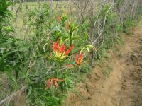 Gloriosa superba seeds, roots