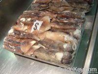 SQUID ILLEX (Argentina)