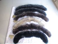 raccoon collar with different size