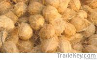 Whole Coconut