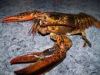 Madglen Island Lobsters