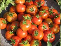 tomato