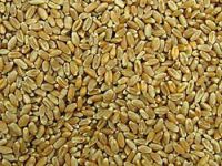 Wheat | Wheat exporter | Wheat distributor | Wheat wholesaler | Wheat supplier | Wheat importer |  Wheat |Wheat for sale | long grain Wheat exporter | buy Wheat online | Wheat for sale |  Wheat exporter | Wheat wholesaler | long grain Wheat buyer |  Wheat