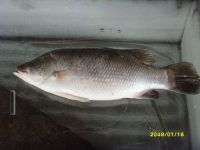 Frozen Barramundi