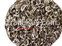 Moringa Seeds