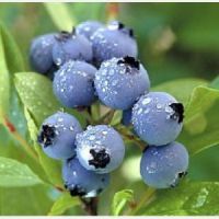 Bilberry Extract (Vaccinium uliginosum L.) Proanthocyanidins