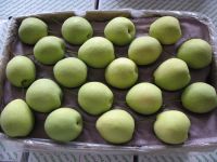 Fresh Shandong Pear