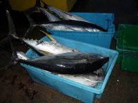 Yellowfin Tuna