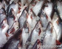 Fresh Frozen Fish, Mirgal, Tilipia, Rohu