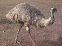 EMU CHICKS