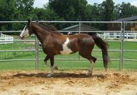 horse fence