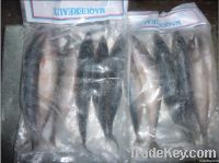 frozen mackerel in 1kgs rider bag